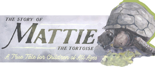 2019 Mattie the Tortoise Illustrations Exhibit